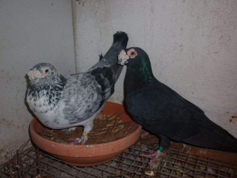 wkph5v - V- Album ORIENTATIV 3