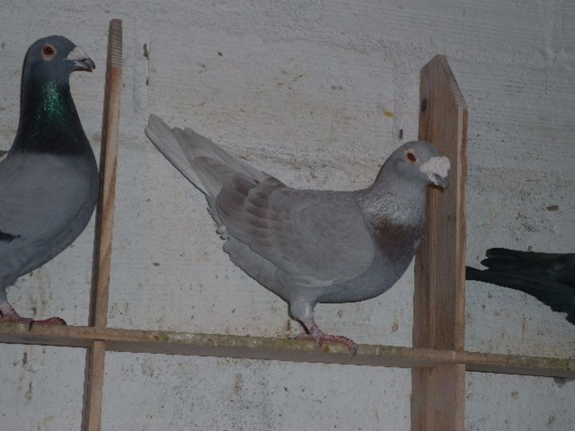 xpvxhi - V- Album ORIENTATIV 3