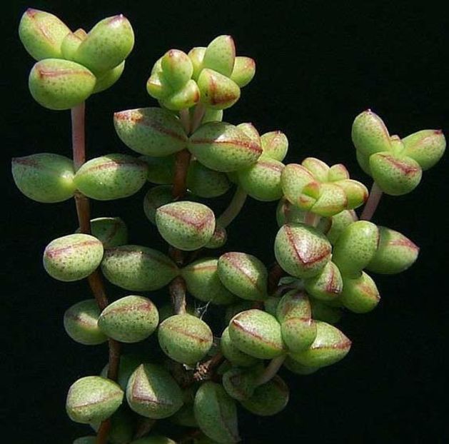 crassula brevifolia - 011 Dorinte