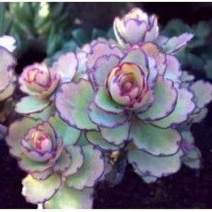 Kalanchoe laxiflora ssp violacea - 011 Dorinte