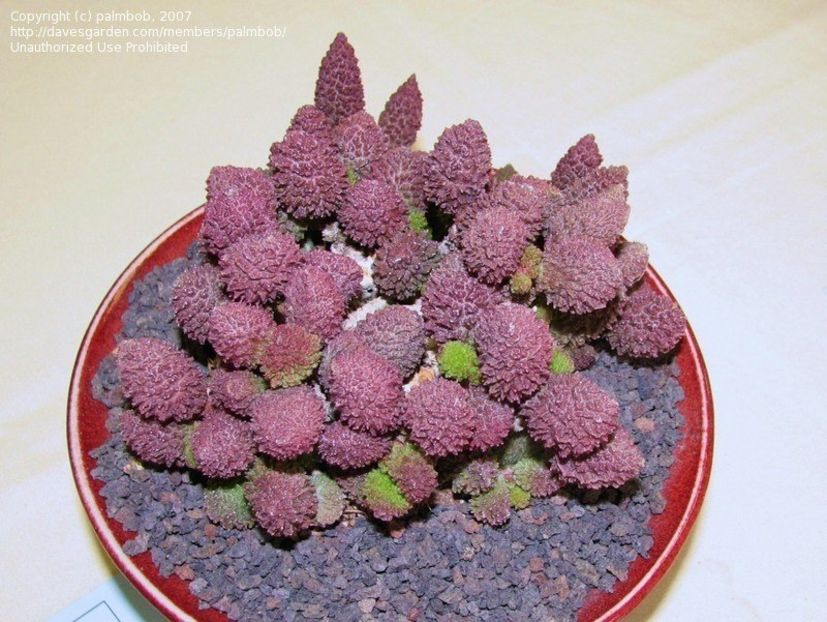 Adromischus marianae var herrei - 011 Dorinte
