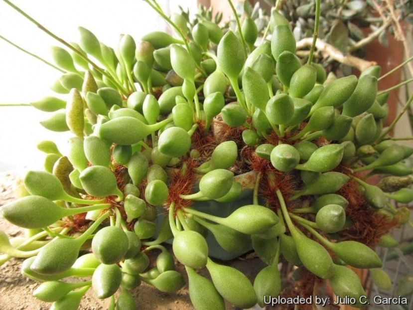 Adromischus cristatus var clavifolius - 011 Dorinte