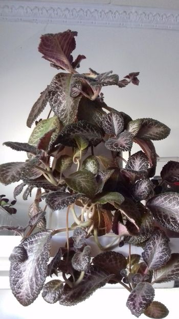 Raspberry Blush - A Episcia