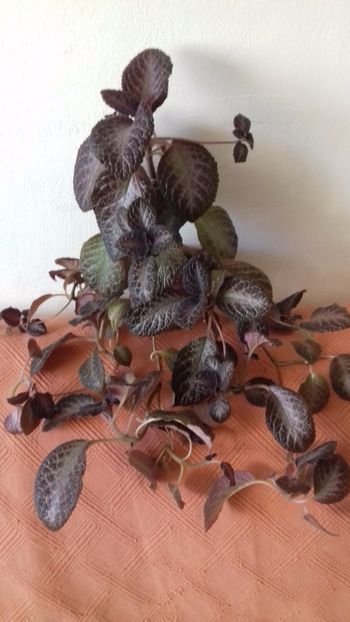  - A Episcia