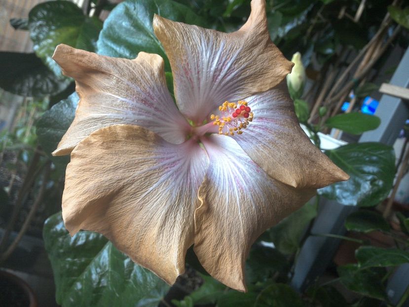 WIN_20171102_071705 - Moorea Mangy