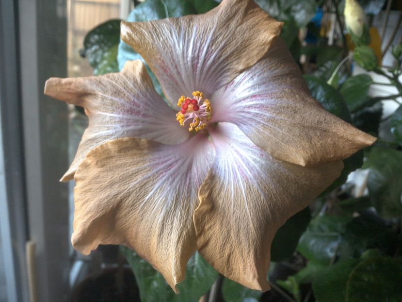 WIN_20171102_071738 - Moorea Mangy