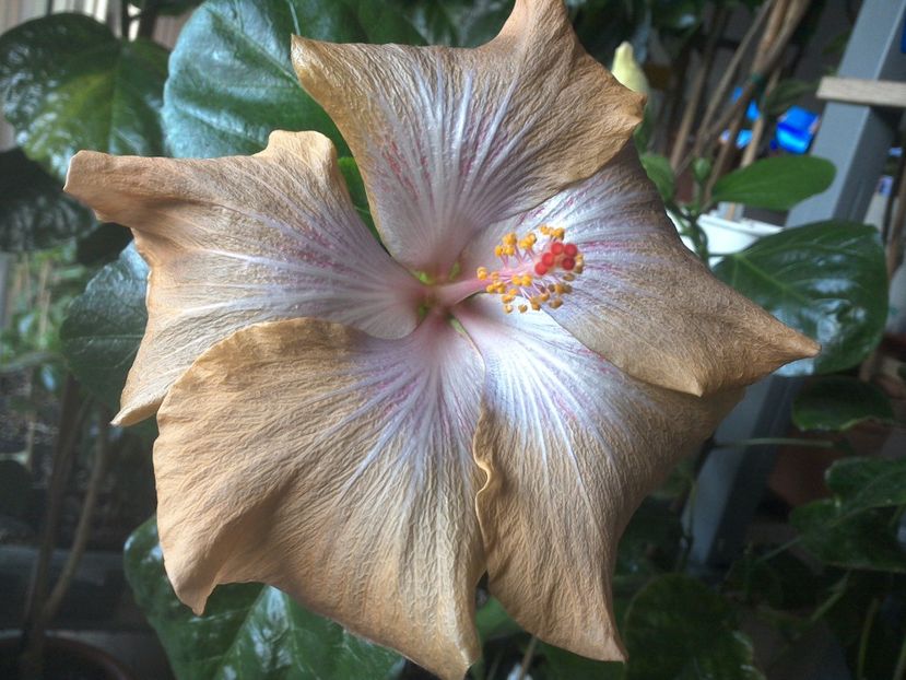 WIN_20171102_071756 - Moorea Mangy