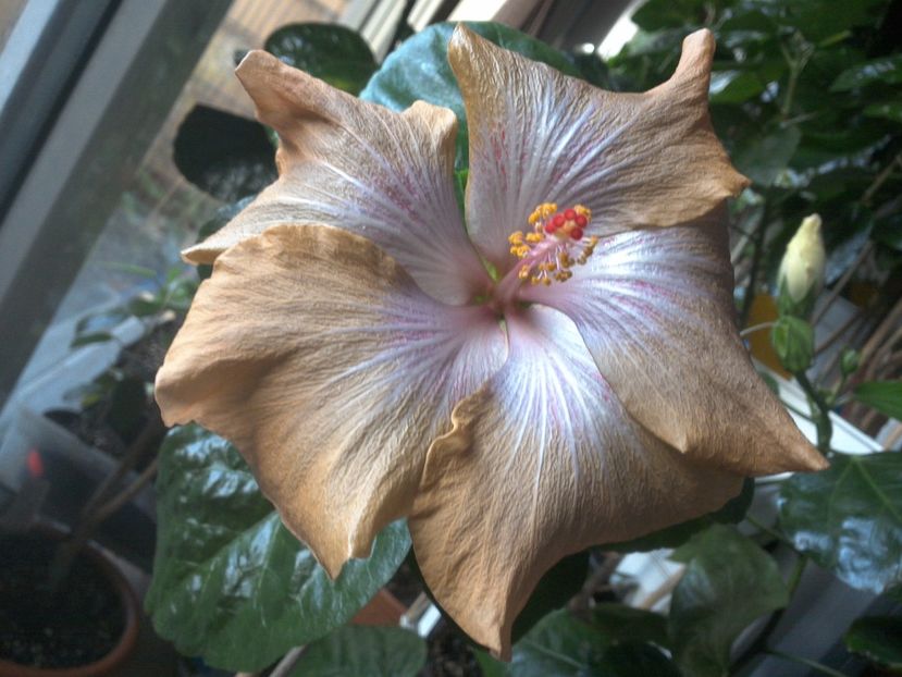 WIN_20171102_071803 - Moorea Mangy