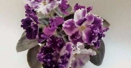 AE - Avantiura - violete
