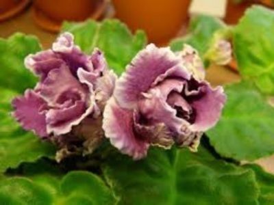 RS Gercoginia - violete
