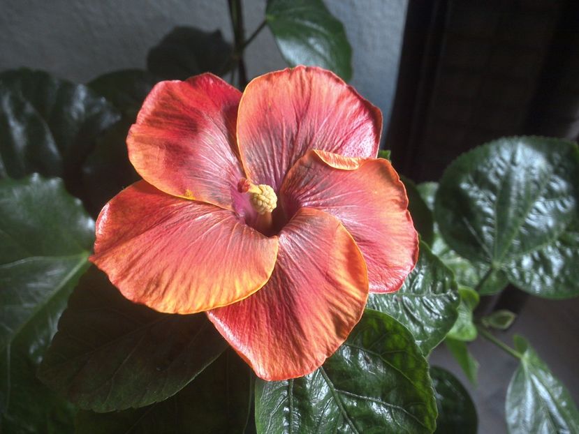 WIN_20171102_090821 - Moorea Sugar Lady