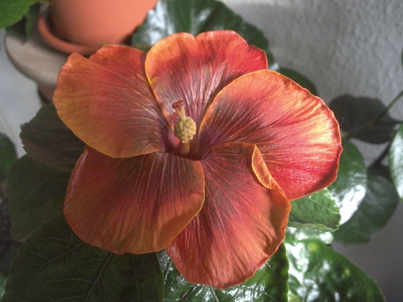 WIN_20171102_090830 - Moorea Sugar Lady