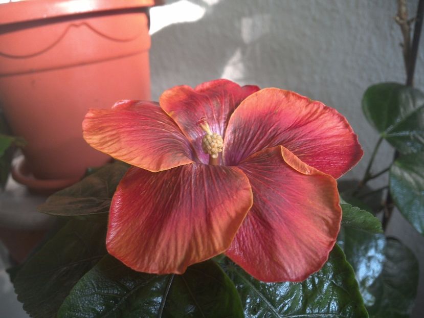 WIN_20171102_090850 - Moorea Sugar Lady