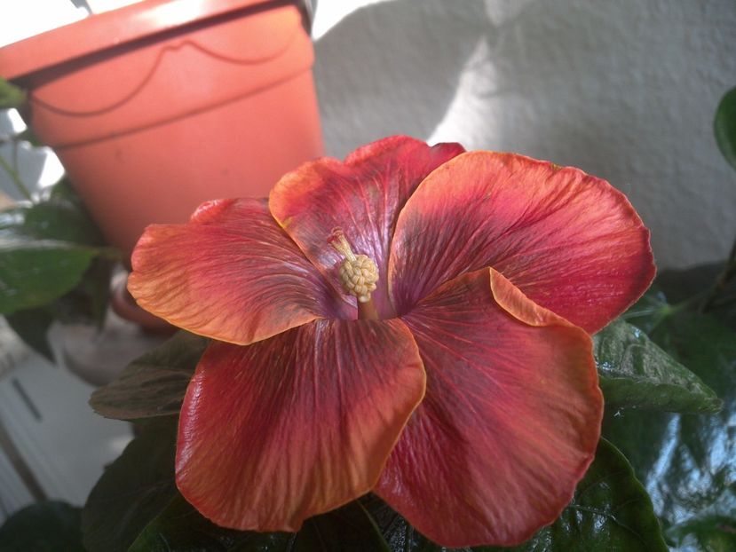 WIN_20171102_090853 - Moorea Sugar Lady