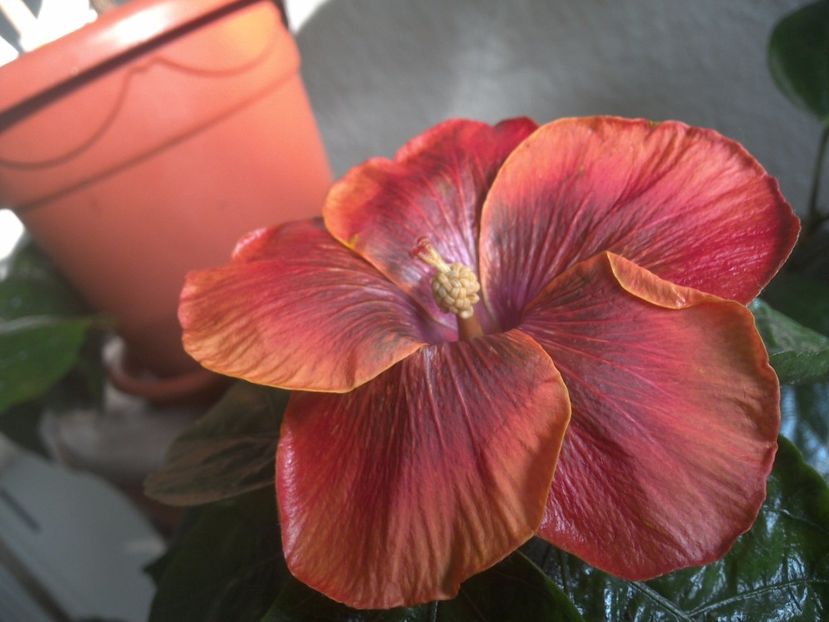 WIN_20171102_090919 - Moorea Sugar Lady