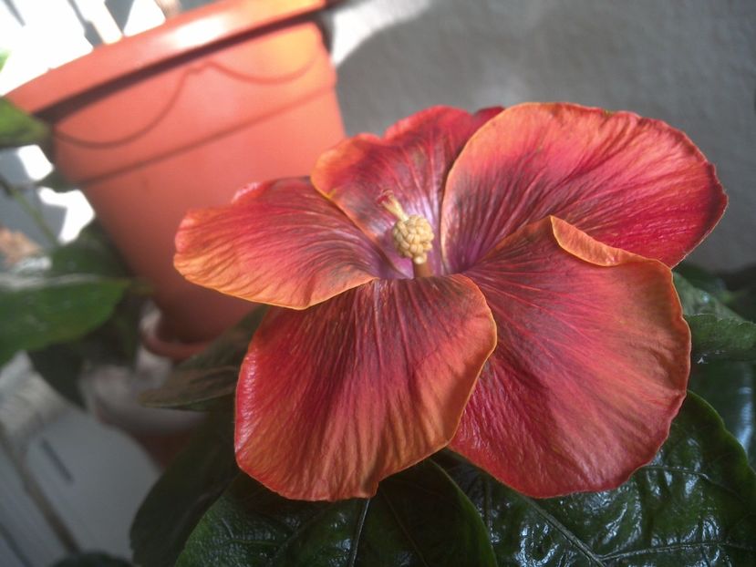 WIN_20171102_090921 - Moorea Sugar Lady