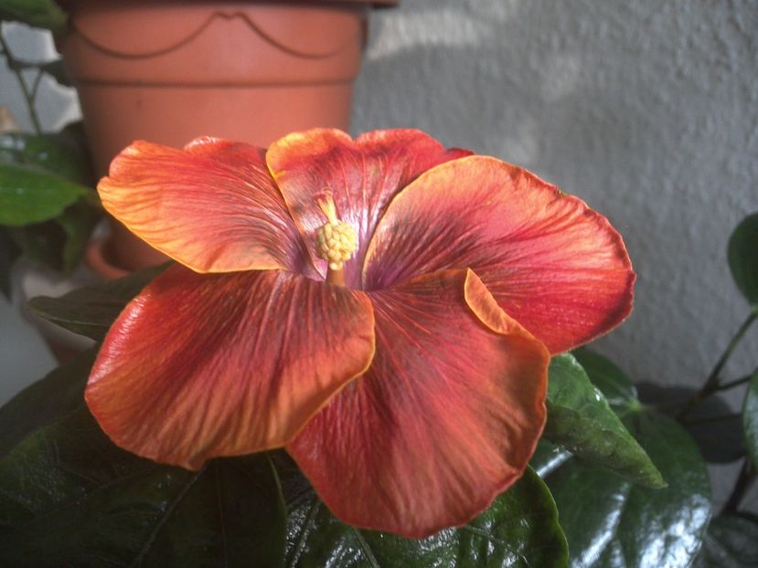 WIN_20171102_090931 - Moorea Sugar Lady