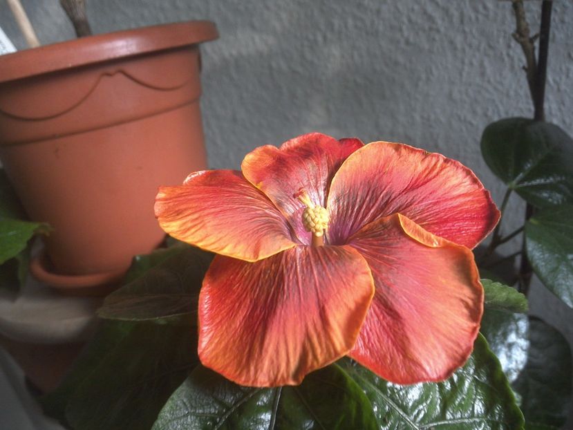 WIN_20171102_090939 - Moorea Sugar Lady