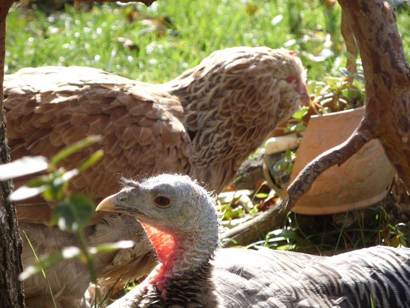 BFFs - ANIVERSARE-10 ani