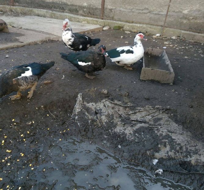 23157837_1522767704497783_681822806_o - Rate lesesti