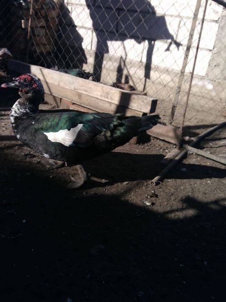 23191793_1522767771164443_1007927334_o - Rate lesesti