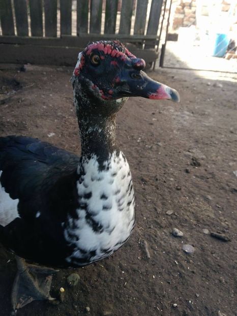 23191876_1522767947831092_1977032573_o - Rate lesesti