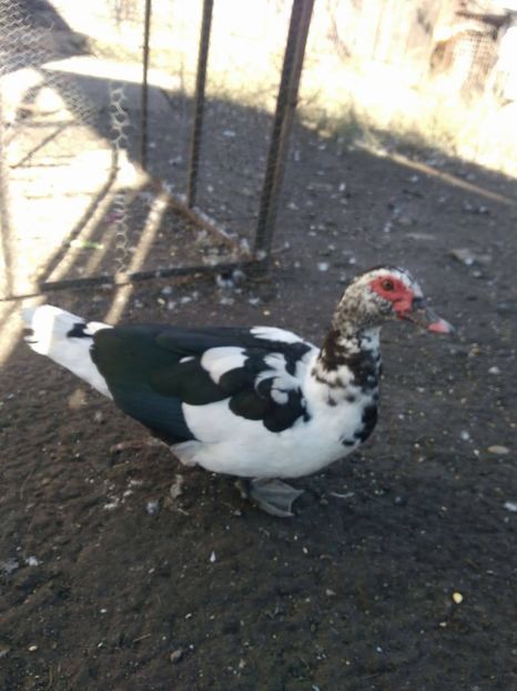 23223364_1522767991164421_480822825_o - Rate lesesti