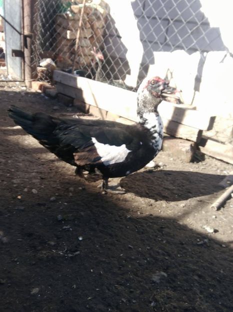 23224696_1522767874497766_1872735951_o - Rate lesesti