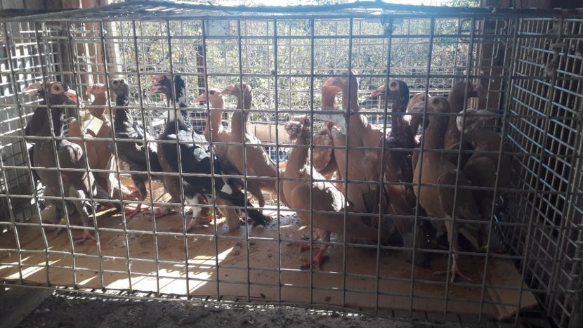  - Pachet 18 pasari - s-a dat!