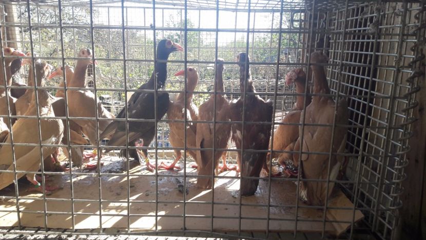  - Pachet 18 pasari - s-a dat!