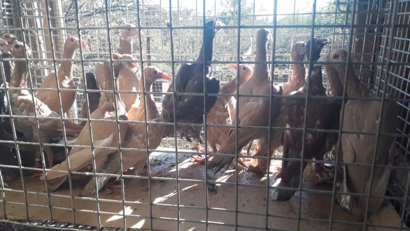  - Pachet 18 pasari - s-a dat!