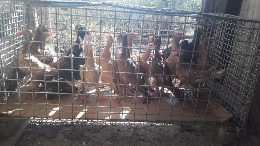  - Pachet 18 pasari - s-a dat!