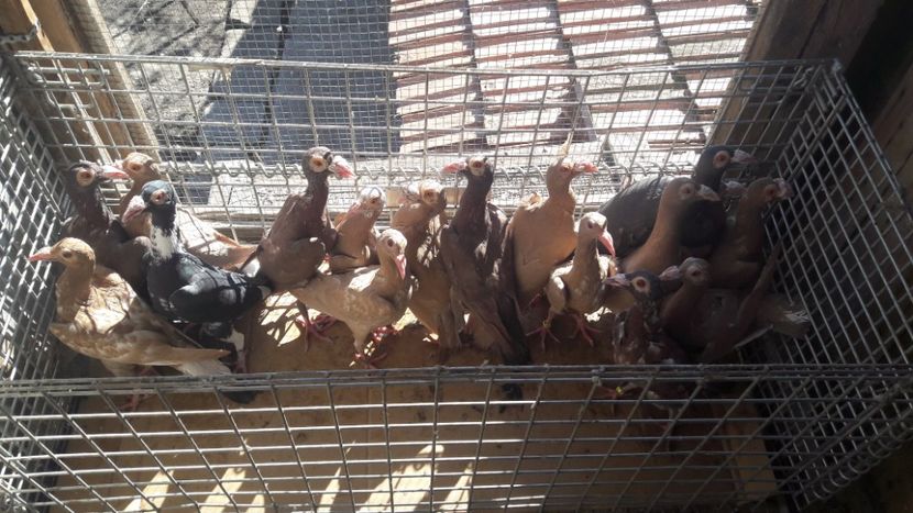  - Pachet 18 pasari - s-a dat!