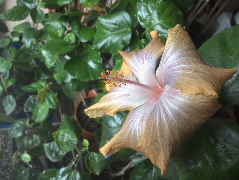 WIN_20171102_115613 - Moorea Mangy