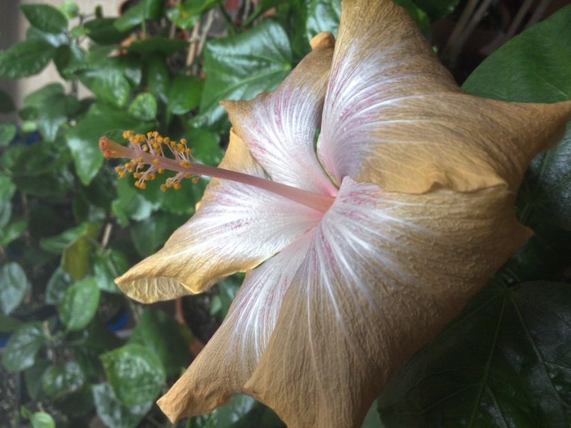 WIN_20171102_115636 - Moorea Mangy