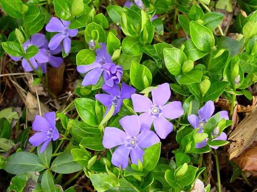 Vinca perena 3 lei tufa - Vand plante perene