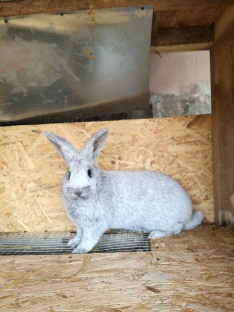 f-1 - iepurasi pe care ii am