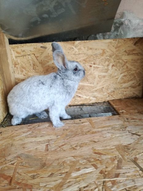 f-2 - iepurasi pe care ii am