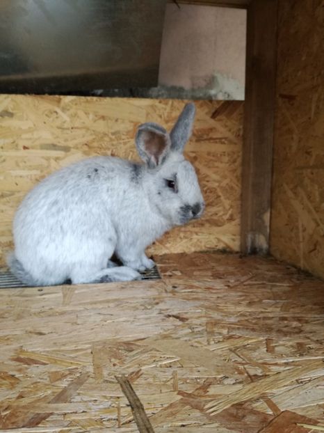 m-arg - iepurasi pe care ii am