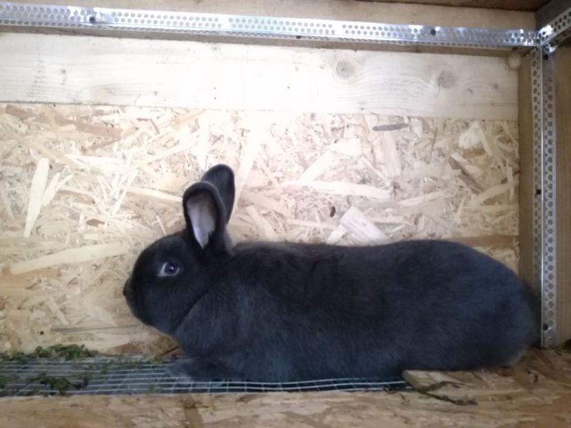 f-v2 - iepurasi pe care ii am