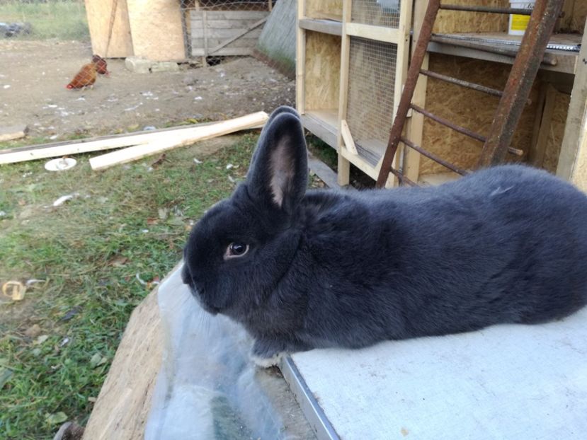 m-v - iepurasi pe care ii am