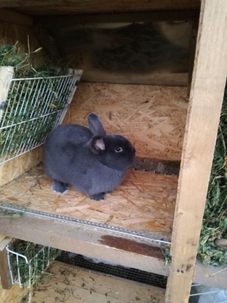 m-v - iepurasi pe care ii am