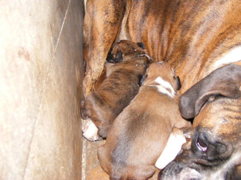 nou 116 - CATEI 2017 SERIA A DOUA