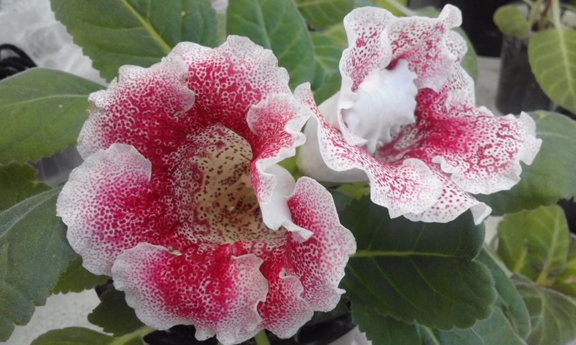  - Continuare la albumul Flori 2017