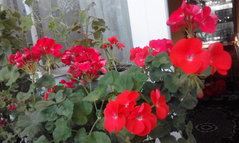  - Continuare la albumul Flori 2017