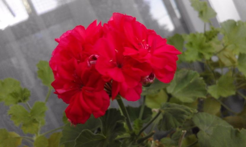  - Continuare la albumul Flori 2017