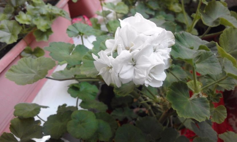  - Continuare la albumul Flori 2017