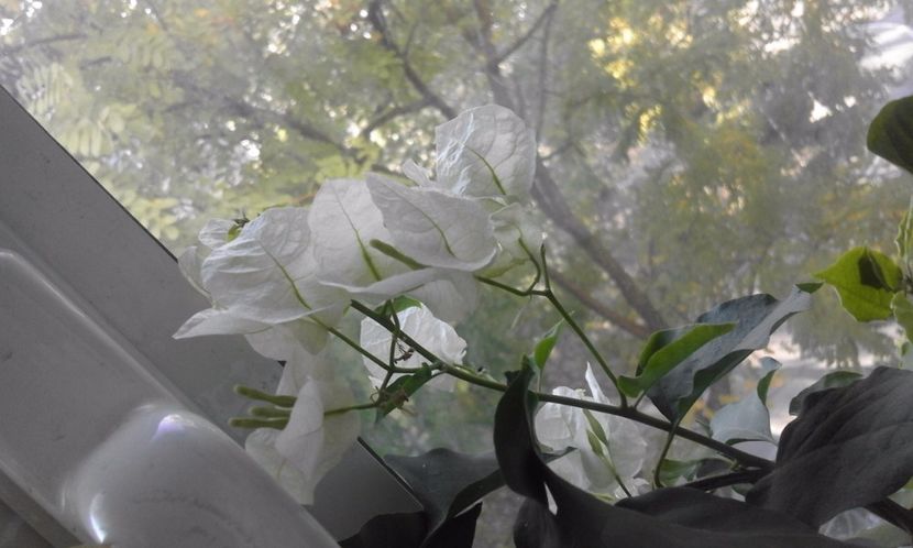  - Continuare la albumul Flori 2017