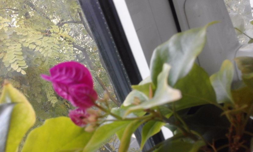  - Continuare la albumul Flori 2017