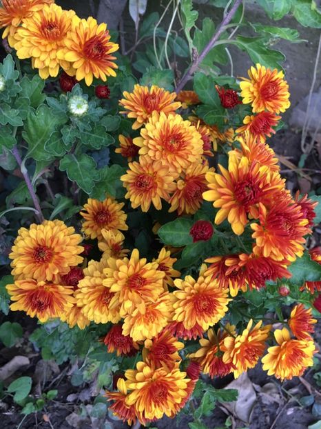 image - Crizanteme 2017